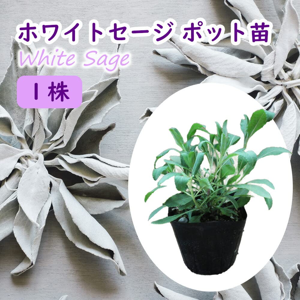 【purplestar】ホワイトセージ　4本セット purplestar】ホワイトセージ 4本セット puriset.jpg